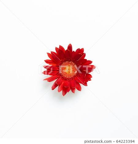 Red gerbera daisy flower on white background. Floral composition, flat lay, top view, copy space 64223394