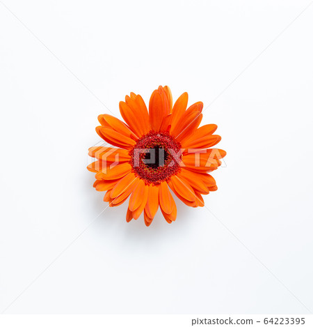 Orange gerbera daisy flower on white background. Floral composition, flat lay, top view, copy space 64223395