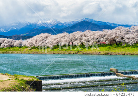 Blue sky and Ichimoku Senbonzakura Ogawara Town, Miyagi Prefecture Blue sky and Ichimoku Senbonzakura Ogawara Town, Miyagi Prefecture 64223475