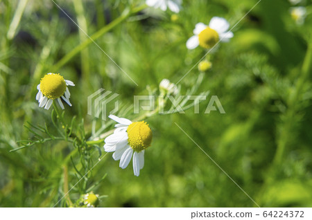 Chamomile Chamomile 64224372