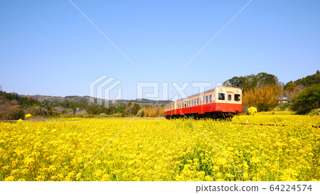 Ishigami rape field on Kominato Railway 64224574