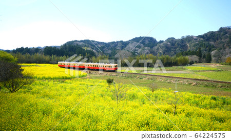 小湊鐵路上的石見油菜田 64224575