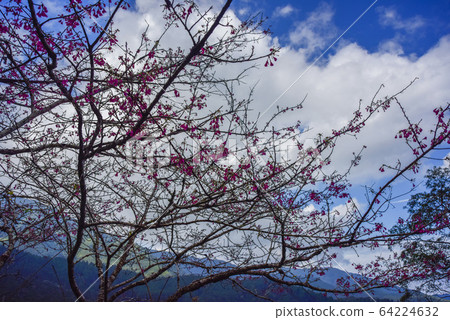櫻花森開張，雲下的Ai Tenten，Shimoaki Shimoyuki；美麗。 64224632