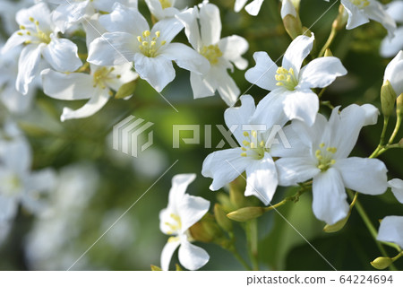 Blooming tung tree flower 64224694