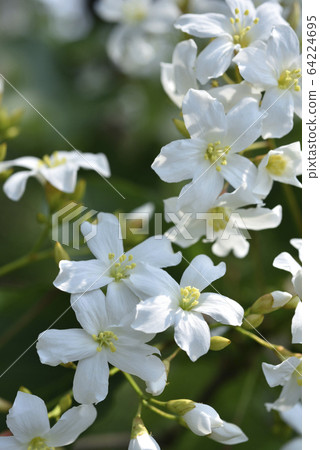 盛開的油桐花 盛開的油桐花 64224695