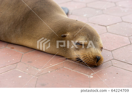 Sleeping sea lion kid face Sleeping sea lion kid face 64224709