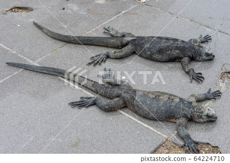 Iguana kid relaxing Iguana kid relaxing 64224710
