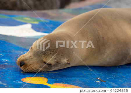 睡海獅 64224856