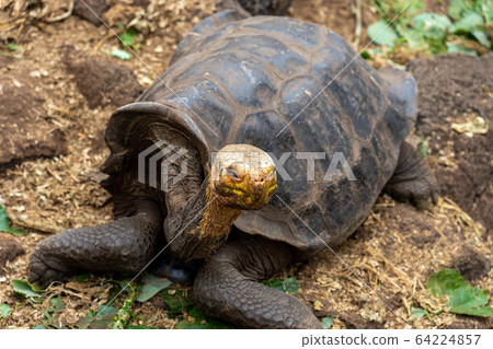 Galapagos Giant tortoise 64224857