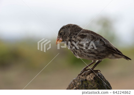 達爾文·芬奇 64224862