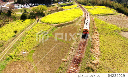 Ishigami rape field on Kominato Railway Ishigami rape field on Kominato Railway 64224929