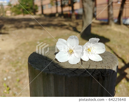 Two cherry blossoms on a wooden fence 64225648