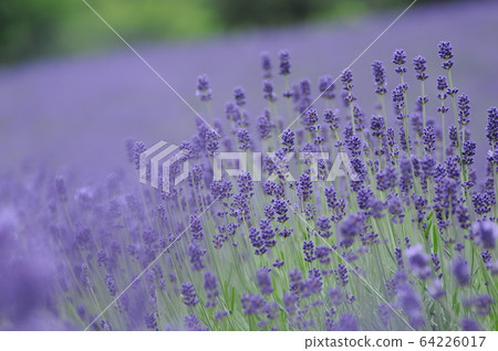 富良野的薰衣草 富良野的薰衣草 64226017