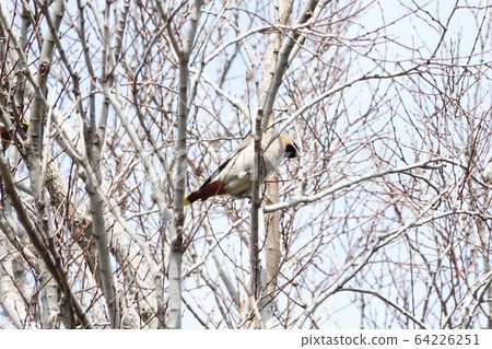 Kirenjak（黃麻雀） 64226251