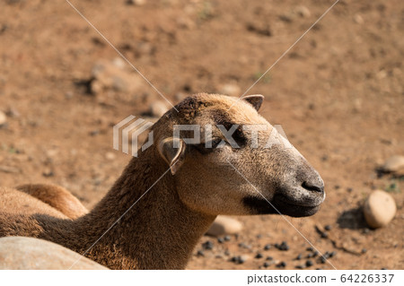 Barbados Black belly Sheep in Taiwan. 64226337