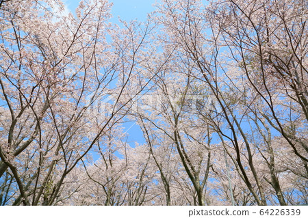 櫻花吉野櫻花樹 64226339