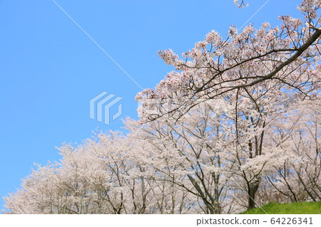 櫻花吉野櫻花樹 64226341