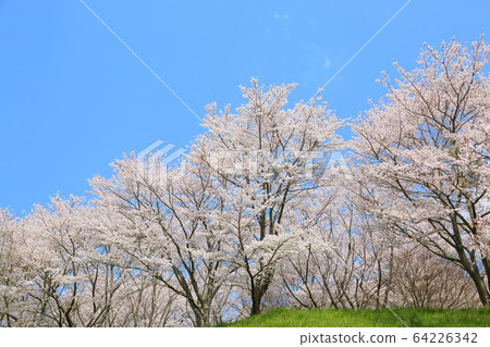 櫻花吉野櫻花樹 櫻花吉野櫻花樹 64226342