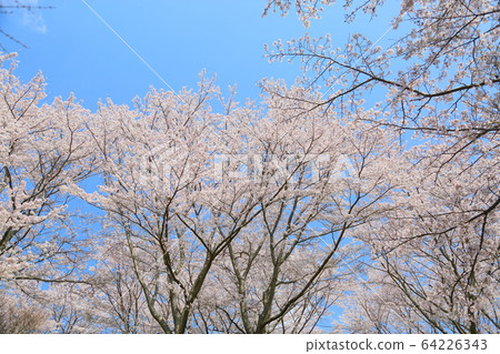 櫻花吉野櫻花樹 櫻花吉野櫻花樹 64226343