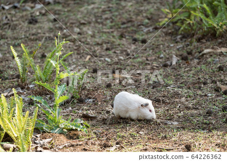 White rabbit at the zoo in Hsinchu, Taiwan. 64226362