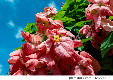 Blue sky and flowers of Mussaenda Philippica 64226422