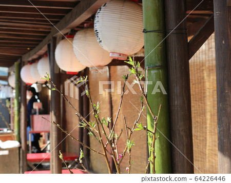 Scenery of Machi prefecture thanks Yokocho 64226446