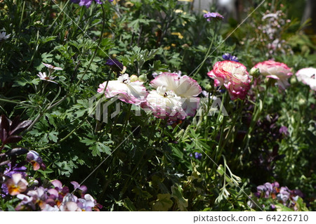 Cute flowers blooming in the spring garden 64226710