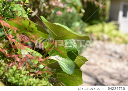 Cute flowers blooming in the spring garden Cute flowers blooming in the spring garden 64226730