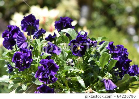 Cute flowers blooming in the spring garden Cute flowers blooming in the spring garden 64226790