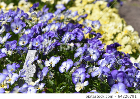 Cute flowers blooming in the spring garden Cute flowers blooming in the spring garden 64226791