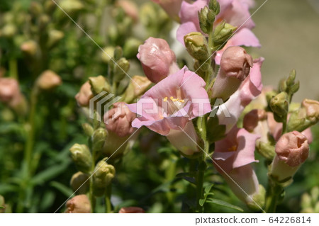春天的花園裡盛開的可愛花 64226814