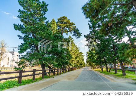 Nikko Kaido National designated scenic spot Soka Matsubara 64226839