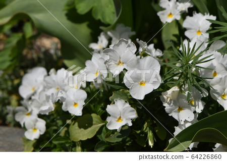 Cute flowers blooming in the spring garden 64226860