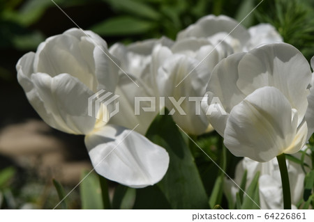 Cute flowers blooming in the spring garden 64226861