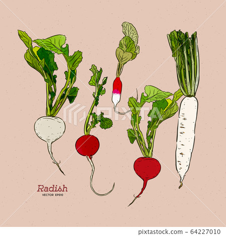 Radish, hand draw sketch vector. 64227010
