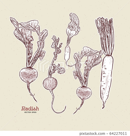 Featured image of post Radish Drawing It has long green leaves