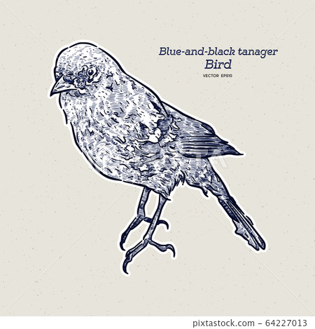 The blue-and-black tanager (Tangara vassorii) hand 64227013