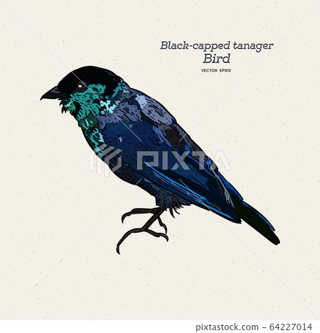 The black-capped tanager (Tangara heinei) hand The black-capped tanager (Tangara heinei) hand 64227014