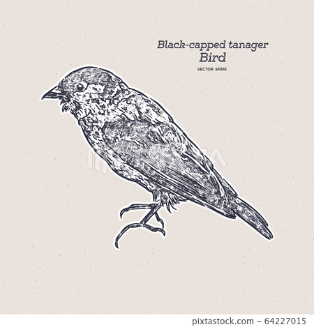 The black-capped tanager (Tangara heinei) hand 64227015