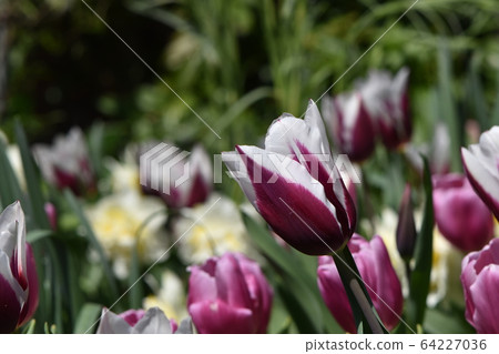Cute flowers blooming in the spring garden 64227036