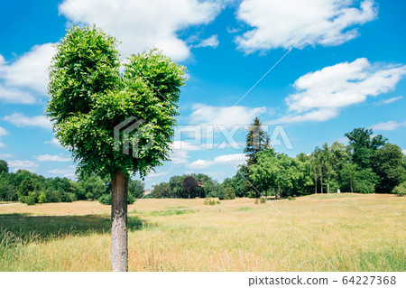 Heart shape tree at Sanssouci park in Potsdam, Germany Heart shape tree at Sanssouci park in Potsdam, Germany 64227368