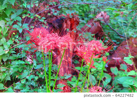 景觀與石蒜科1 64227482