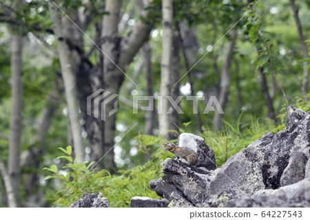 A pika crowing on a rock (Shikaoi, Hokkaido) 64227543