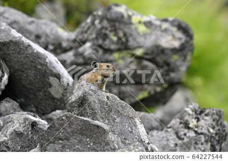 Ezo pika (Shikaoi, Hokkaido) 64227544
