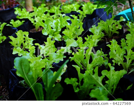 young green oak lettuce plant in nursery organic farm. young green oak lettuce plant in nursery organic farm. 64227569