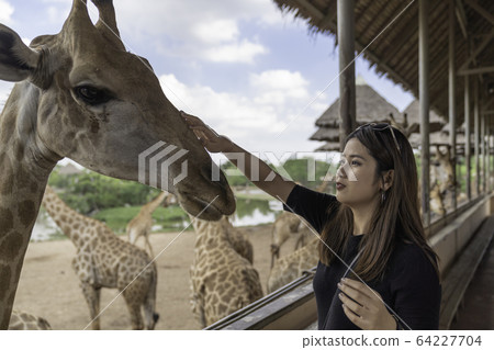 Asian beautiful woman touch big giraffe on animal 64227704