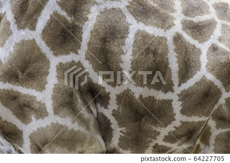 Skin giraffe texture. Skin giraffe texture. 64227705