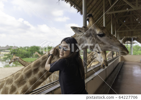 Asian beautiful woman hug big giraffe on animal Asian beautiful woman hug big giraffe on animal 64227706