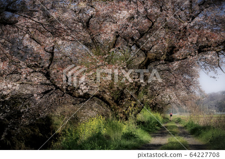 Imai's cherry trees Imai's cherry trees 64227708