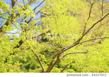 Bright maple leaves 64227972